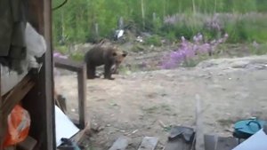 нападение медведя! последние кадры!