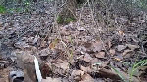 Белый гриб, лучший из всех грибов.