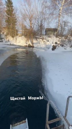 Щистай моржЫ