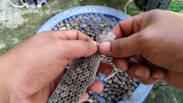 Xử Lý Phân Dê Không Hôi Không Rã Đơn Giản Bón Cây Phong Lan Giúp Ra Nhiều Rễ | Tips for orchids смотреть онлайн