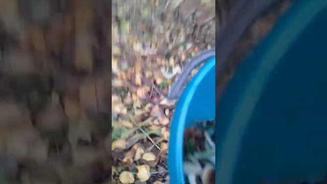 Грибы опята смотреть онлайн