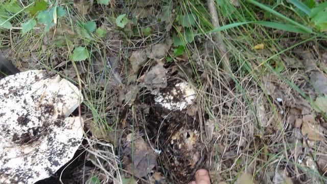 Тихая охота на грузди смотреть онлайн