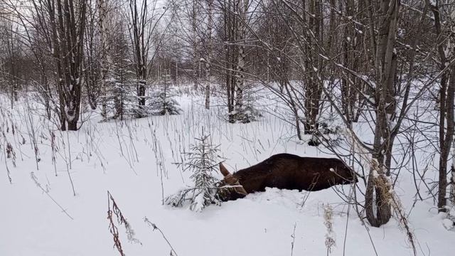 Охота на лося с подхода. Дорогу осилит идущий 🐾❄🌲 смотреть онлайн
