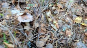 Млечник обыкновенный (Lactarius trivialis). Как выглядит гриб на месте произрастания.