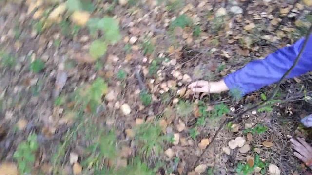 22.09.2022 В лесу / Серёга и мама общаются а Маринуся грибы собирает смотреть онлайн