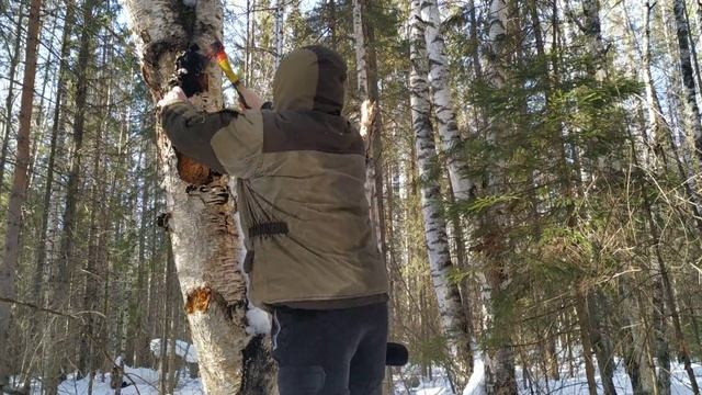 Весенний сбор грибов смотреть онлайн