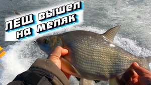 ЛЕЩИ ЗАШЛИ ПОД ЛЁД !!! Ловля чёртиком крупняка на короткой леске !!!
