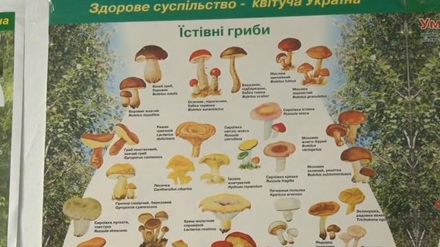 Сезон збирання грибів триває