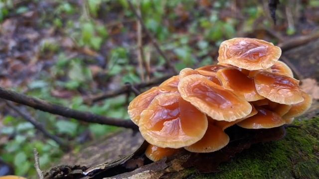 7 ноября 2021 г. смотреть онлайн