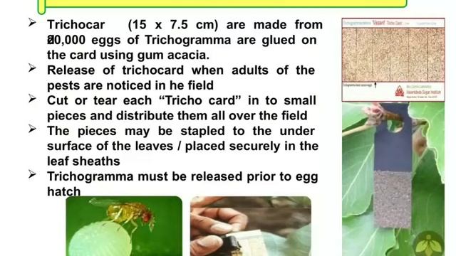 Video on Biopesticides by Dr K C Samal - Prajna P Mishra & Soumya B Babu Ouat смотреть онлайн