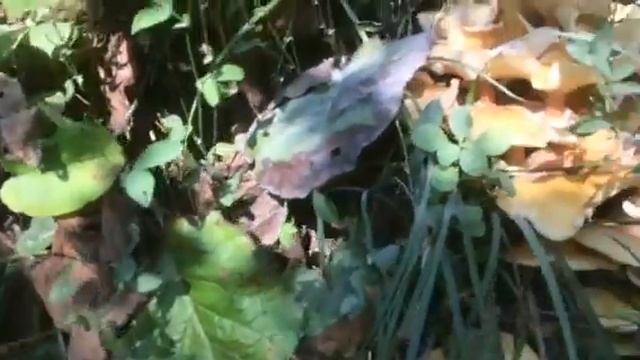 Сбор грибов за 5 минут смотреть онлайн