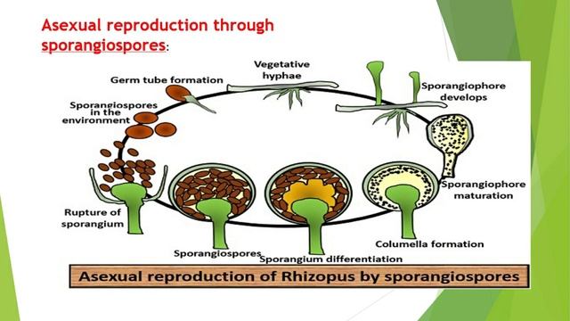 STRUCTURE AND REPRODUCTION OF FUNGI - "RHIZOPUS" смотреть онлайн