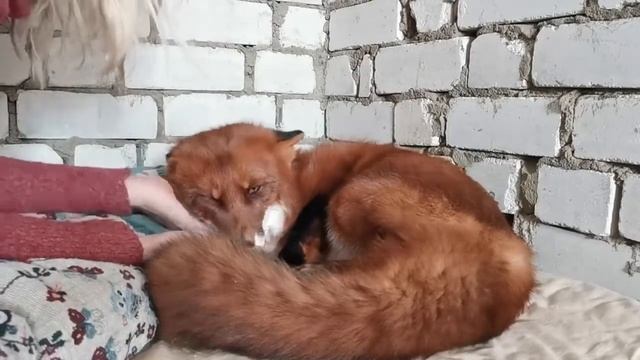 Нежный лис Альф!