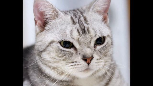 Очень красивые кошечки. Very beautiful kitties