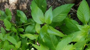 Gynura Procumbens Top 5 Reasons You Should Be Eating Sambung LONGEVITY SPINACH Every Day!