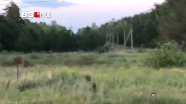 Семейство косуль резвится под Тольятти смотреть онлайн