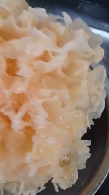 snow fungus|#shorts