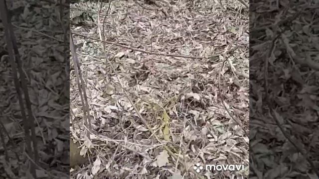 В лес за опятами. смотреть онлайн