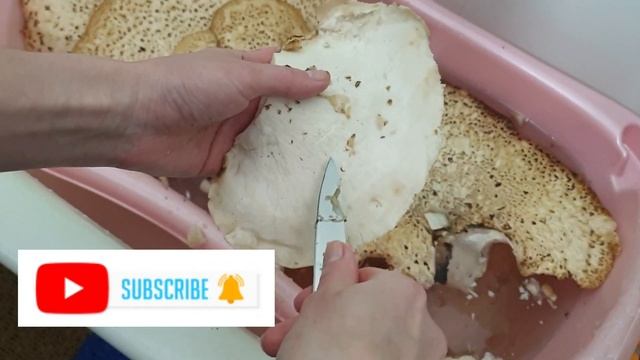 Приготування Трутовика лускатого. Частина 1.