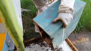 Поймал в ловушку огромный пчелиный рой. Показываю весь процесс заселения пчёл в улей. #пчёлы #пасек