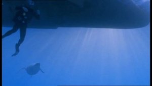 Chased by Sea Monsters but it's only the Soundtrack
