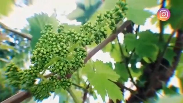 Алғашқы видео Менің отбасым