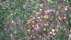 поездка в Медное-Власово и в лес за грибами)