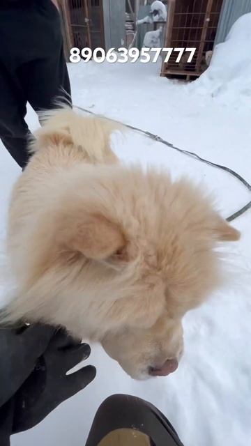 Бурение колодца ! Собачки медвежата у заказчика 😍 #shortvideo #бурениеколодца #камаз #копка смотреть онлайн