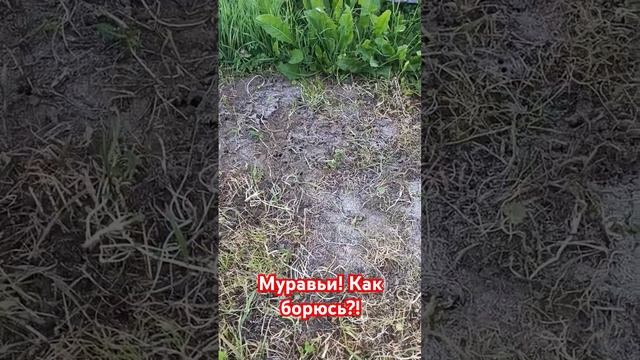 Муравьи 🐜.Средство от них.#буднимамыспогодками #семья #развитиепогодок #муравьи#борьбасмуравьями