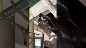 Майна обыкновенная поет песню, подражая звукам других животных