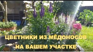 Красивоцветущие медоносы в ландшафте вашего участка