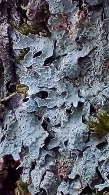 Лишайник и мох смотреть онлайн