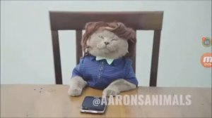 Кот Майкл в школе 😂😂😂