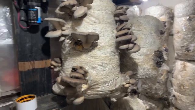 Грибная Ферма онлайн! Прошло ещё 5 дней!изменения налицо! смотреть онлайн