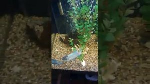 Арована джардини