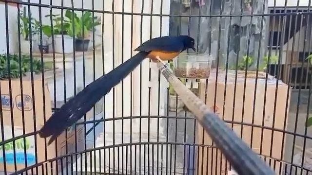 ekor24#murai#ekor смотреть онлайн