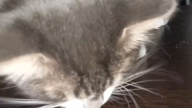 КОШАЧИЙ МУК БАНК - ASMR..ASMR cat Eating. смотреть онлайн