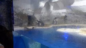 #Парк Ривьера Пингвинарий  #Самыекрасивыепингвины ВЛОГ