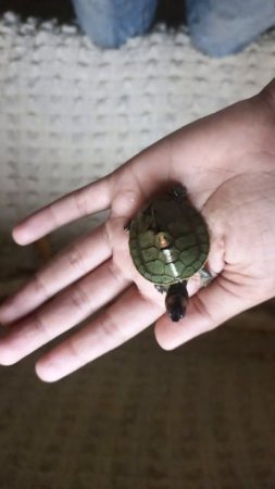 My mini turtle.🐢#foryou #subscribe #viral #shorts #turtle.