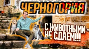 Зима в Черногории 2025! Мы нашли идеальную КВАРТИРУ / Впечатления / Влог