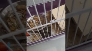 Хомячок хомячок добродушный толстячок😄
