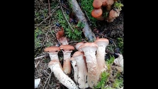 Долгожданные опята смотреть онлайн