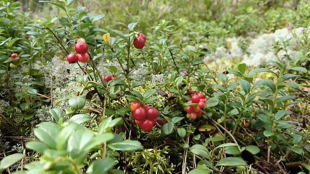 Собираем грибы смотреть онлайн