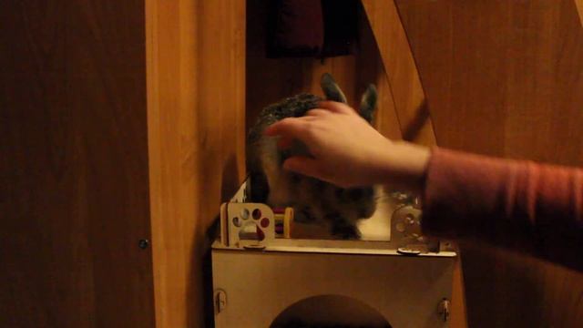 Дык познаёт науку кидания вещей по команде смотреть онлайн