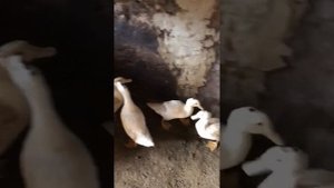 Выращивание уток с первого дня