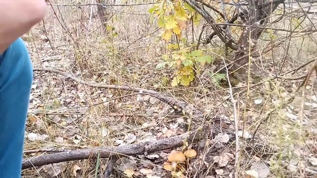 Тихе полювання в с. Гінці Лубенського району смотреть онлайн