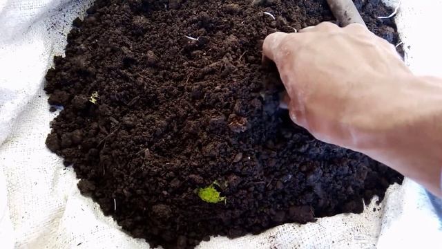 ट्राइकोडर्मा | fungicide for plants | trichoderma घर मे कैसे बनाये | organic fungicide | fungiside