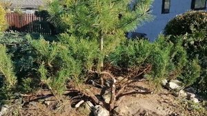 Вырезаю казацкий можжевельник из-за гриба Ржавчины (Gymnosporangium). Места поражения. Май 2023