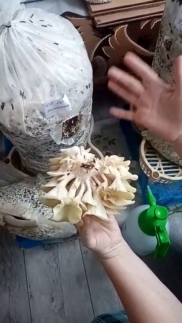 КАК СОБИРАТЬ ВЕШЕНКУ смотреть онлайн