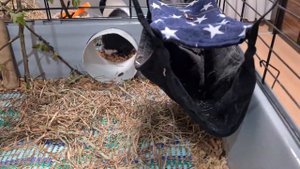 морские свинки, мальчики, клетка на 2 особи. знакомство 5е сутки.